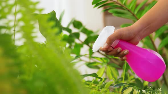 Hand Spraying Houseplant with Water at Home