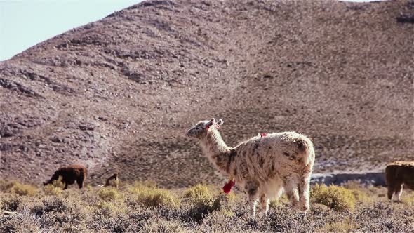 Llamas grazing in the Andes Mountains, South America.