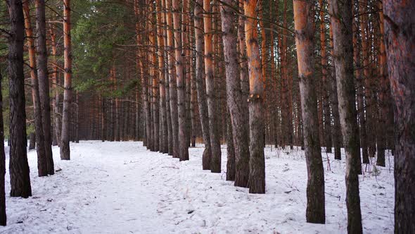 Siberian Pine Forest Near Kemerovo in Winter Time Siberia Russia