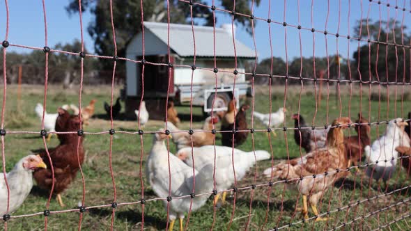 A shot looking through a portable electric fence containing chickens with a chicken coop in Australi