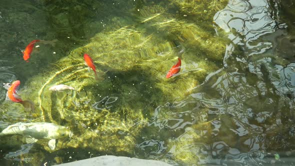 Fish Swim In The Water In The Sun.