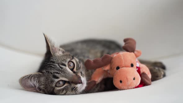 Tabby Grey Kitten Plays with Deer Christmas Plush Toy