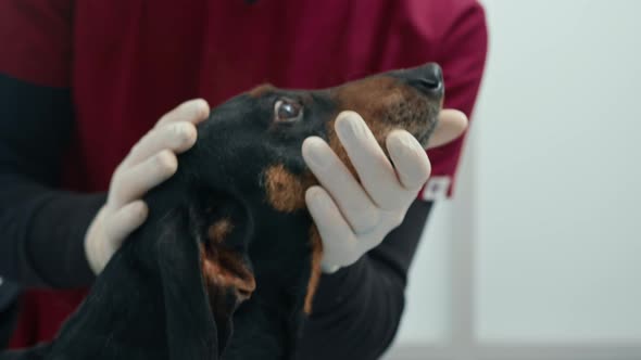 Veterinarian doctor makes a medical examination of a dachshund puppy dog in a veterinary clinic