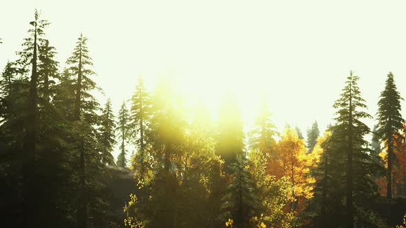 Fir Trees on Meadow Between Hillsides with Conifer Forest in Fog alt