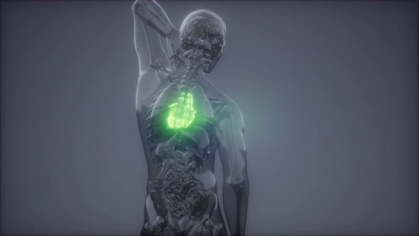 Human Heart Radiology Exam alt