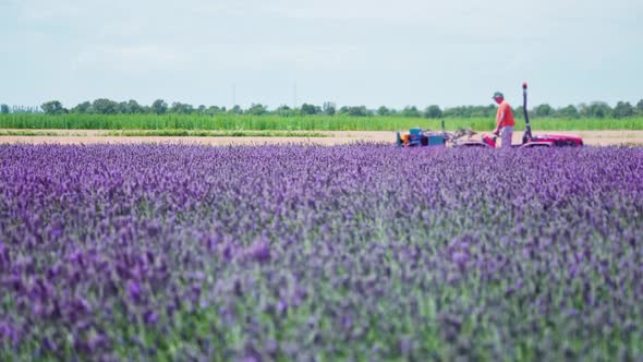 Tractor Collects Lavender Plants on the Cultivated Field