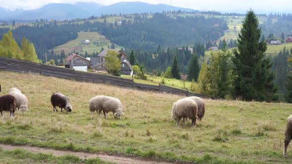 Flock of Sheep Grazing in a Field
