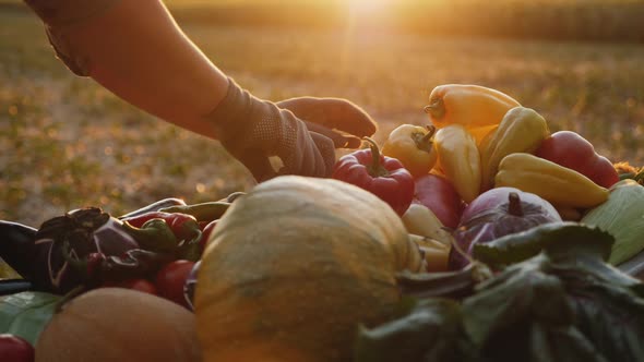 Farmer Puts Fresh Vegetables in a Wheelbarrow, Close-up