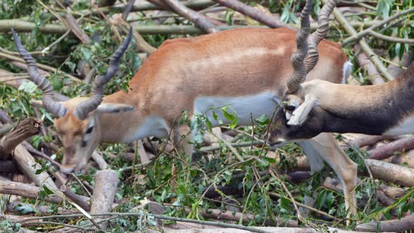 Indian Antelopes eating leaves of tree after deforestation and logging in forest,close up slow motio