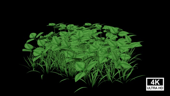 Clover Plants Growing alt