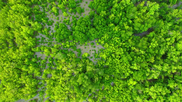 4K : Aerial view over beautiful mangrove forest. Drone Footage