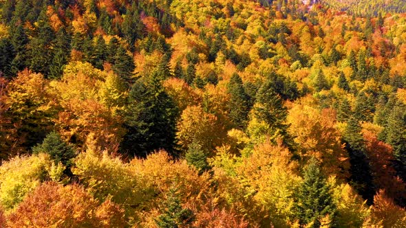 Autumn mountain forest. Scenic Aerial View of Autumn Colors, Trees, Forests.