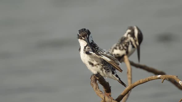 A Pair of Lesser Pied Kingfisher birds sit on branches just above the flowing water of the lake and