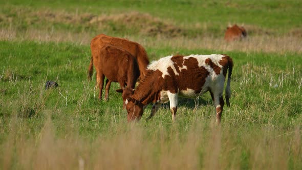 Cows Graze in a Meadow