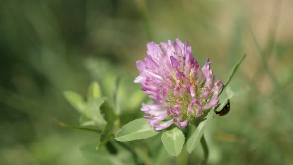 Red clover  herbaceous specie plant  and ladybird in the field 4K 2160p 30fps UltraHD footage - Trif