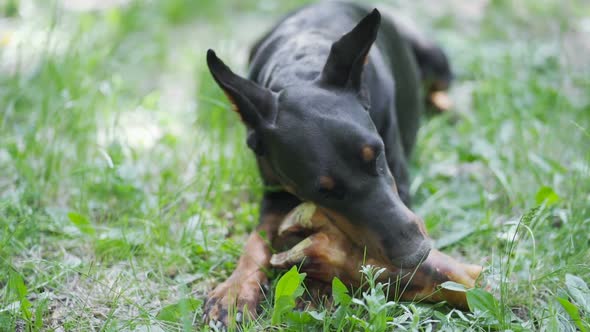 Big Doberman Dog Plays Outdoors