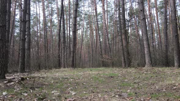 Trees in a Pine Forest During the Day Aerial View