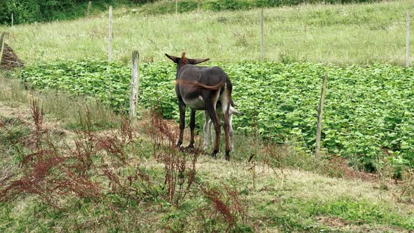 Feeding a baby donkey. Little foal suckling mother milk. Drinking mammal young pet