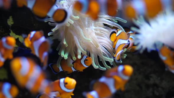 Family of Clownfish on a tropical coral reef