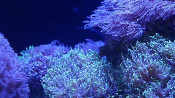 Soft Corals in Aquarium