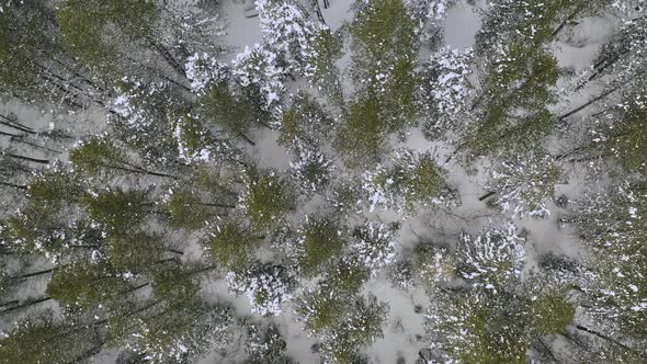 Top down view of pine trees during winter in forest