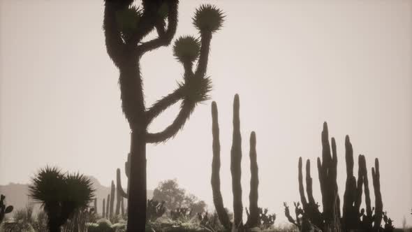 Sunlight Ray Shooting Across the Desert Sky at Sunset alt