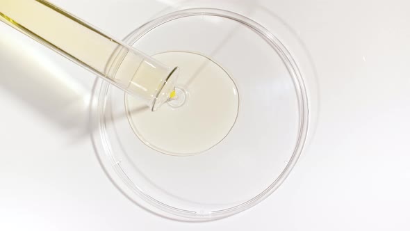 Transparent Yellow Fluid Oil From a Test Tube is Poured Into Petri Dishes