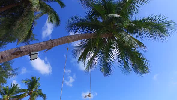 low angle view of the palm, tilting down shot reveals an empty swing and white sand beach