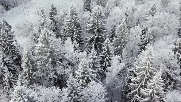 Winter Season Snowy Forest Aerial Shot