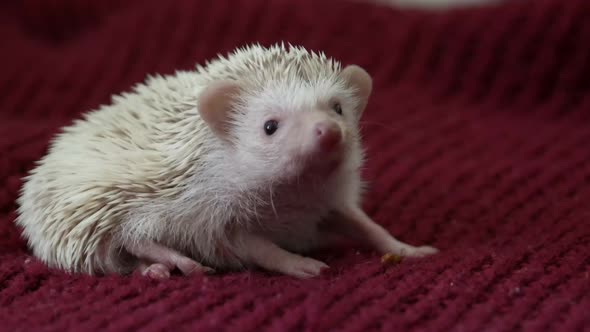 Beautiful white hedgehog on a red background. Pet