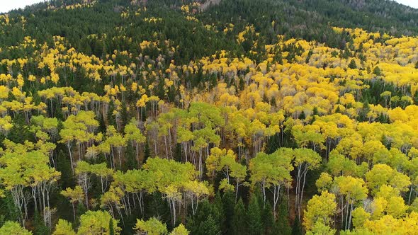 Slowly flying over tall aspen trees in early fall views shades of color