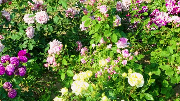 Flying over delicate picturesque bush blooming roses on a summer day in the park. Rose garden