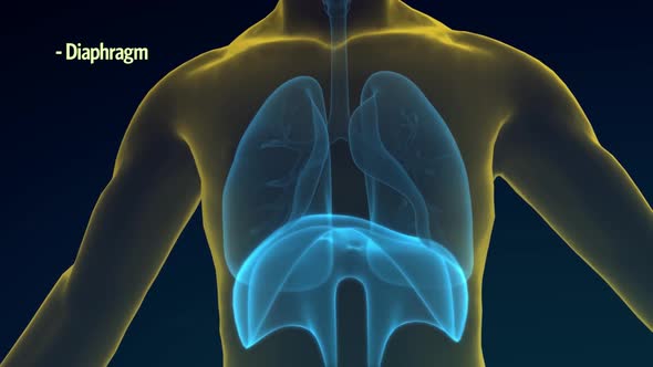 diaphragm.mov