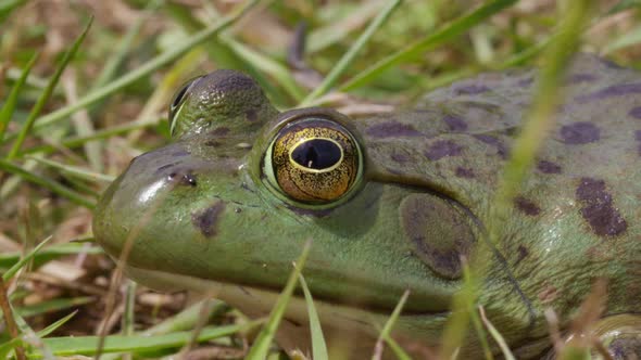 Closeup shot of frog