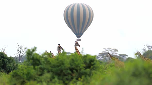 Amzing View on Giraffes Heads Over Trees