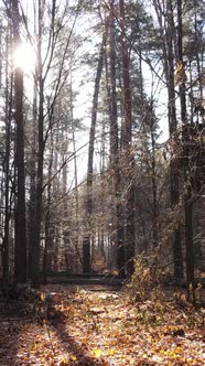 Vertical Video of Forest Landscape in Autumn Slow Motion