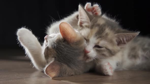 Two Cute Kittens are Washing