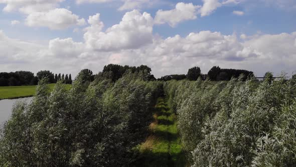 Tree Line Path Beside River In Ridderkerk. Aerial Pedestal Up