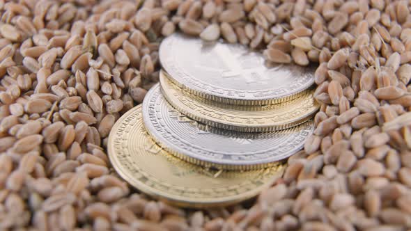 Bitcoin Coins Lie on Wheat Grain