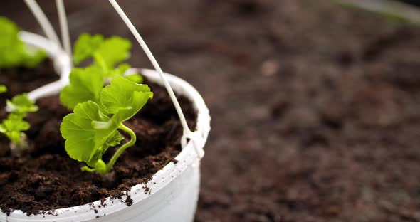 Potted Plants On Table In Greenhouse