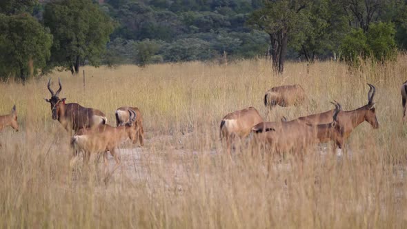 Group of hartebeest in Pilanesberg Game Reserve 