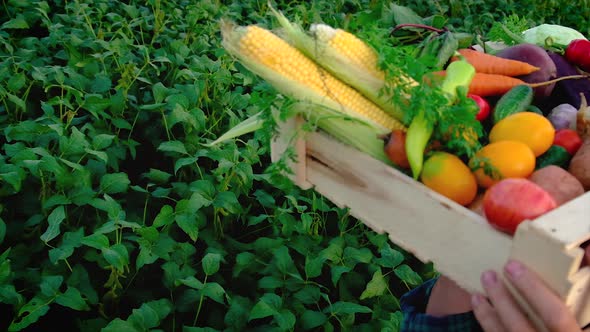 Man Farmer with a Harvest of Vegetables