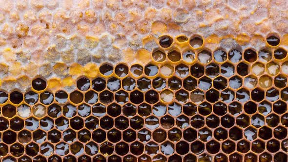 Wooden Honey Frame with Propolis and Honey Slow Motion  Closeup