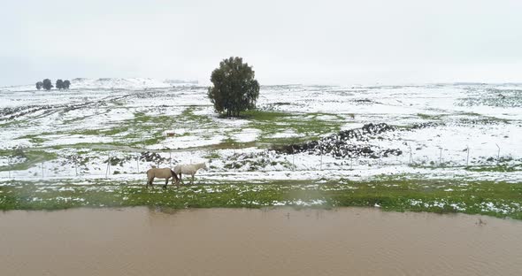 Aerial view of horses along the lake with snow in Golan Heights, Israel.