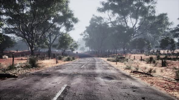 Asphalt Road Through the Deep Forest alt