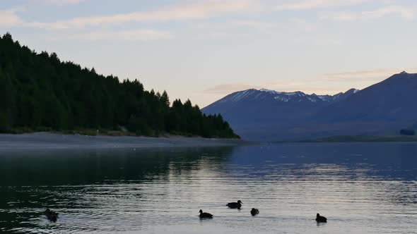 A group of ducks swim in Lake Tekapo with pine tree