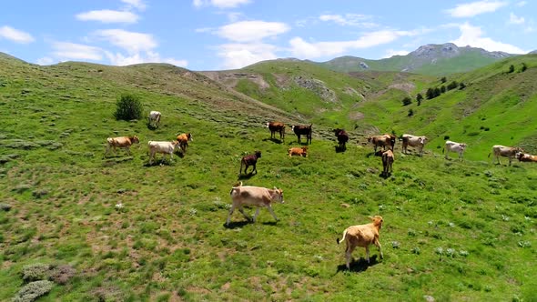 Cows Running