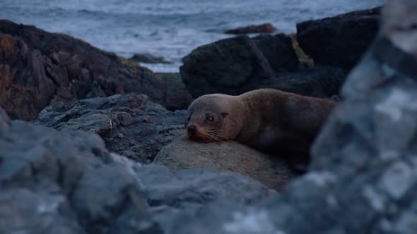 New Zealand fur seal relaxing on rocks at the shore in evening light of blue hour