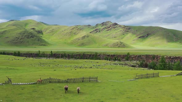 Aerial of Grazing Horses on Pastures in Mongolia