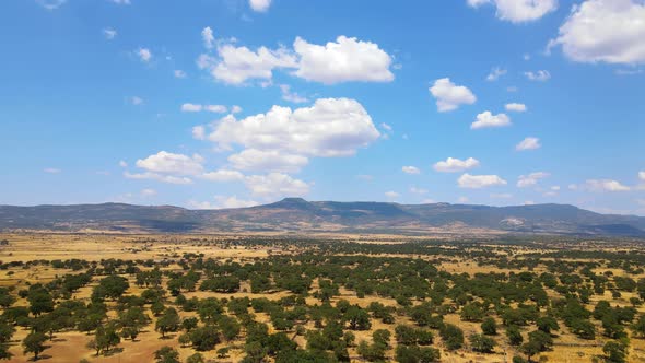 View of nature's beauty, soft blue sky and white clouds as the backdrop